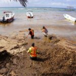 workers in orange vests wade through water filled with sargassum seaweed