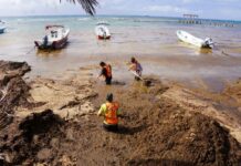 workers in orange vests wade through water filled with sargassum seaweed
