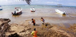 workers in orange vests wade through water filled with sargassum seaweed