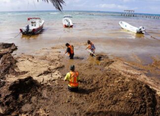 workers in orange vests wade through water filled with sargassum seaweed