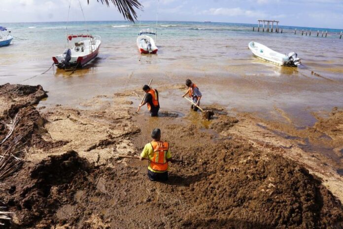 workers in orange vests wade through water filled with sargassum seaweed