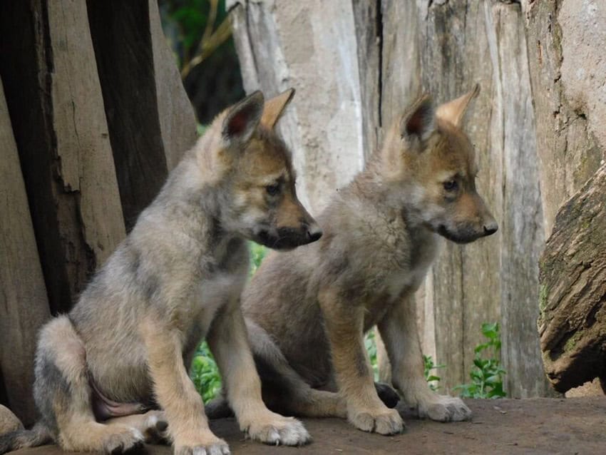 Two wolf pups
