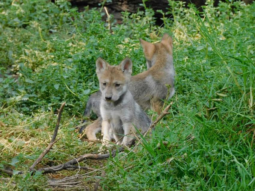 Two wolf pups sit in a grassy area