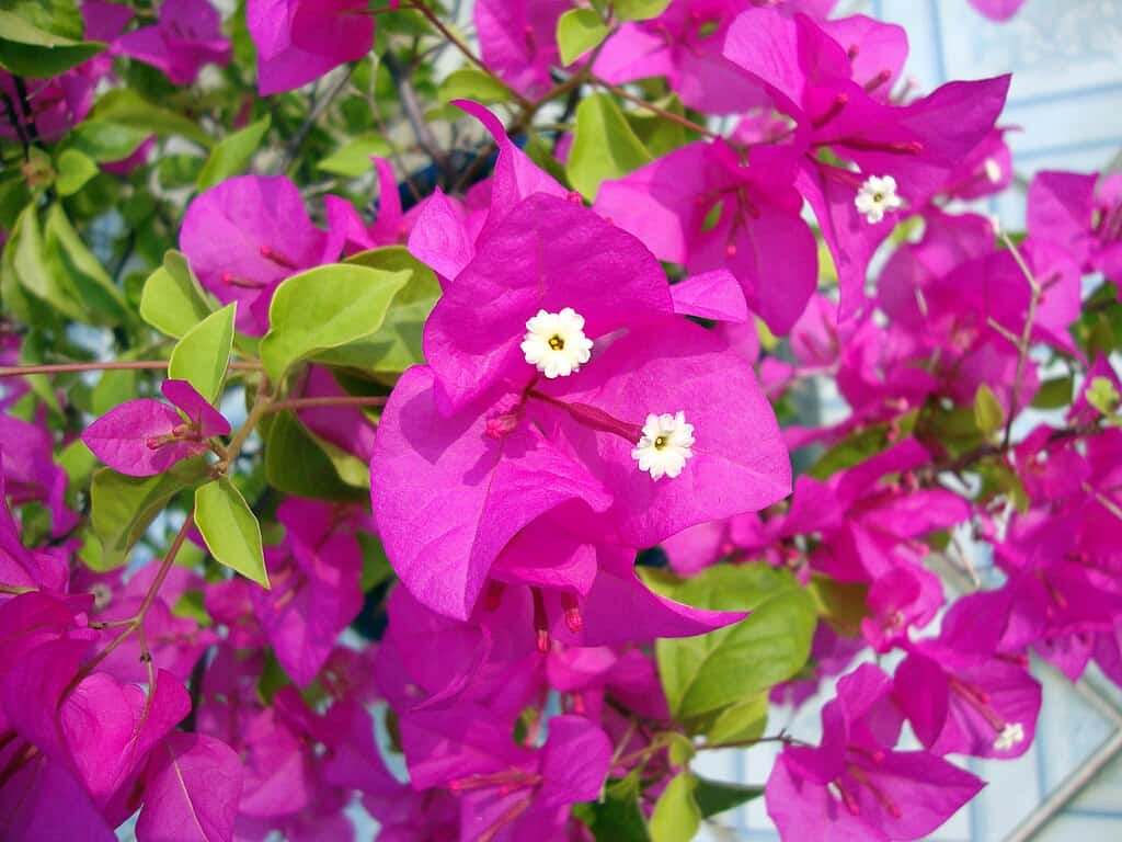 Bougainvillea flowers