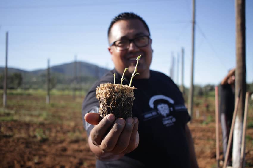 A Mexican man in a tee shirt holding toward the camera a hops plant seedling. Behind him is a farm on a semi-arid, hilly landscape in northern Mexico.