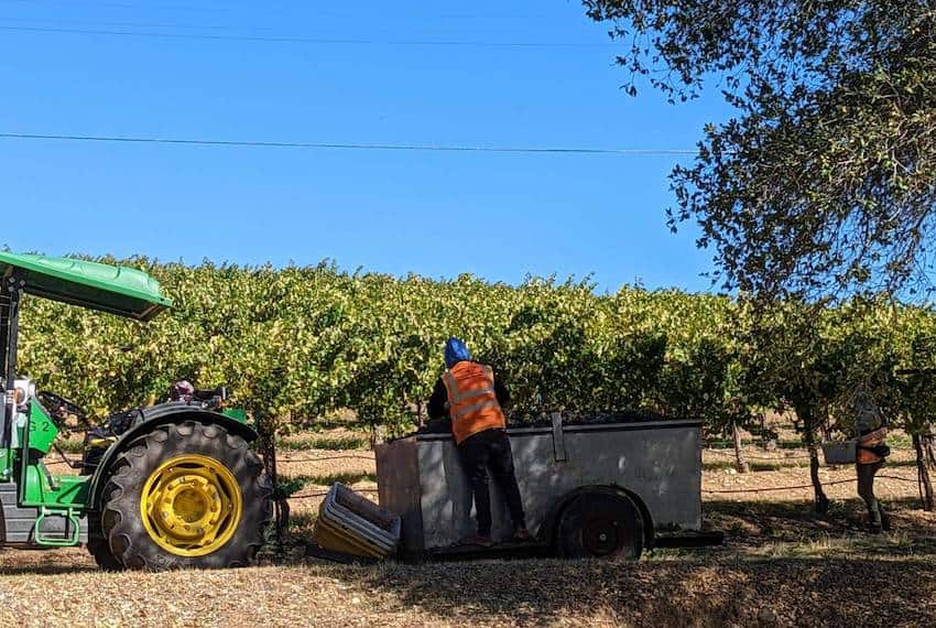 A farm worker harvesting wine grapes in California