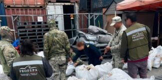 Navy and Profepa authorities inspect bags of dried shark fins in Ensenada, Baja California