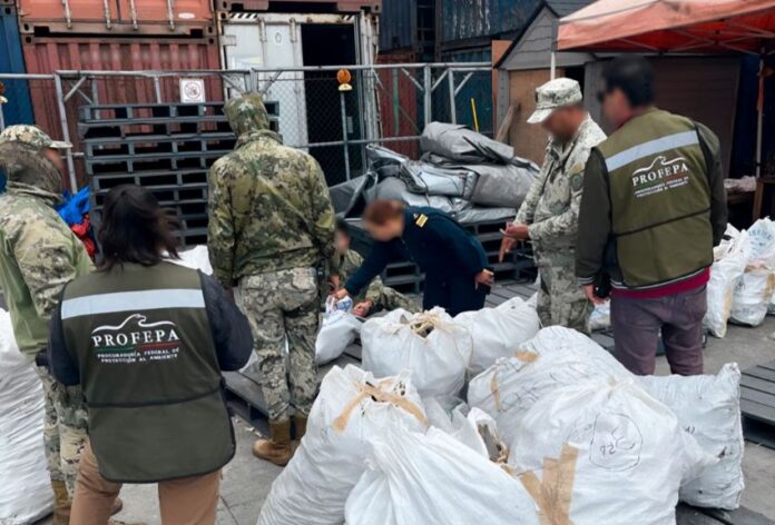 Navy and Profepa authorities inspect bags of dried shark fins in Ensenada, Baja California