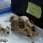 A jaguar skull carefully packed in a box