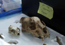 A jaguar skull carefully packed in a box