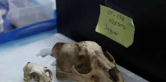 A jaguar skull carefully packed in a box