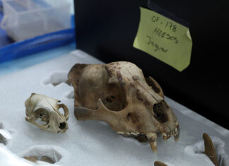 A jaguar skull carefully packed in a box