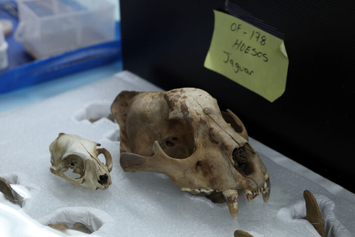 A jaguar skull carefully packed in a box