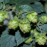 Close up of a green hops plant