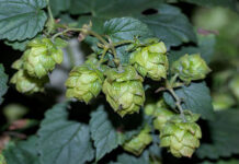 Close up of a green hops plant