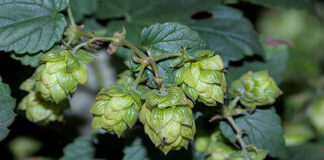 Close up of a green hops plant
