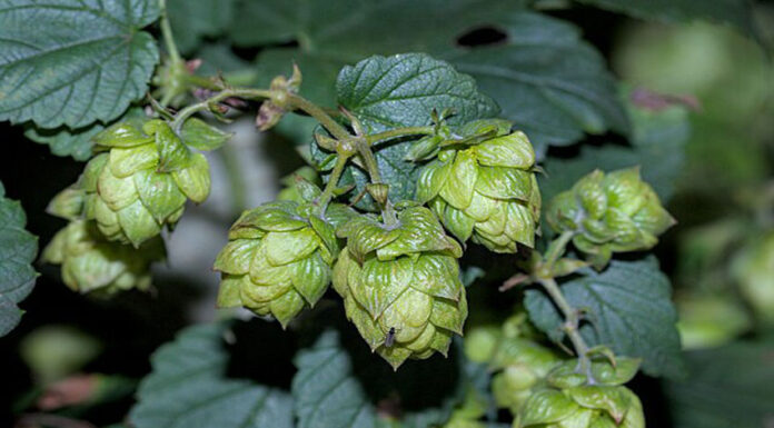 Close up of a green hops plant