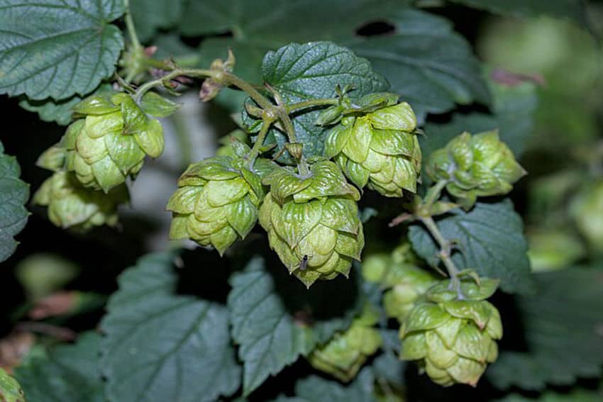 Small but mighty: Mexican hops on the horizon