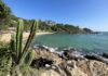 A cactus at Playa Carizalillo, Mexico, one of the best beaches in Mexico