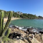 A cactus at Playa Carizalillo, Mexico, one of the best beaches in Mexico