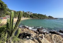 A cactus at Playa Carizalillo, Mexico, one of the best beaches in Mexico