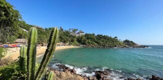 A cactus at Playa Carizalillo, Mexico, one of the best beaches in Mexico