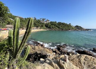 A cactus at Playa Carizalillo, Mexico, one of the best beaches in Mexico