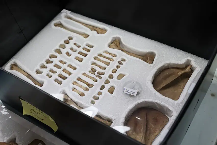 A box containing carefully organized and packed jaguar bones