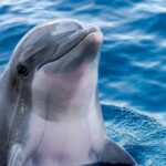 a dolphin in the water