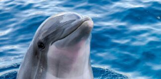 a dolphin in the water