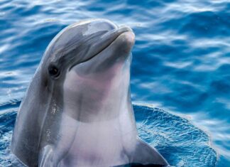 a dolphin in the water