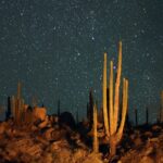 Stars in the Baja California desert