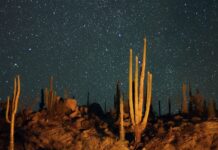 Stars in the Baja California desert
