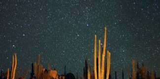 Stars in the Baja California desert