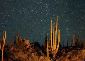 Stars in the Baja California desert