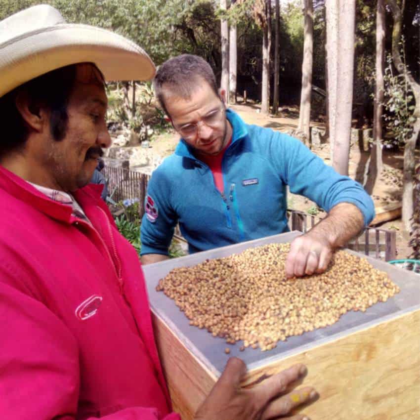 One Mexican man in a parka and a straw cowboy hat stands holding a wooden pine box with a screen on top, filled with dried hops. Another man in a blue jacket and with a thinning hairline inspects the hops, taking some between his fingers.