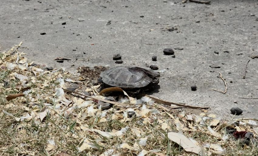A turtle on dry, cracked earth with scattered dry leaves and debris.