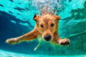 ¡Perritos a la alberca! Por $50 Vive una pool party con tu lomito en CDMX ¡Perritos a la alberca! Por $50 Vive una pool party con tu lomito en CDMX