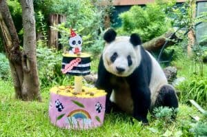 Asiste al cumpleaños de Xin Xin en Chapultepec: habrá pastel, talleres y más ¡GRATIS! Asiste al cumpleaños de Xin Xin en Chapultepec: habrá pastel, talleres y más ¡GRATIS!