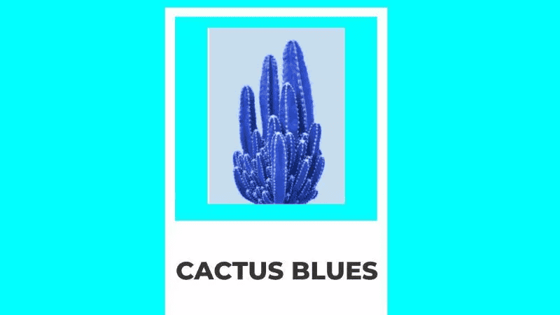 Cactus Blues at Don Lupe Grill