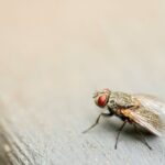 A screwworm fly, possibly