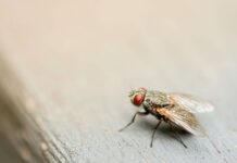 A screwworm fly, possibly