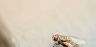 A screwworm fly, possibly
