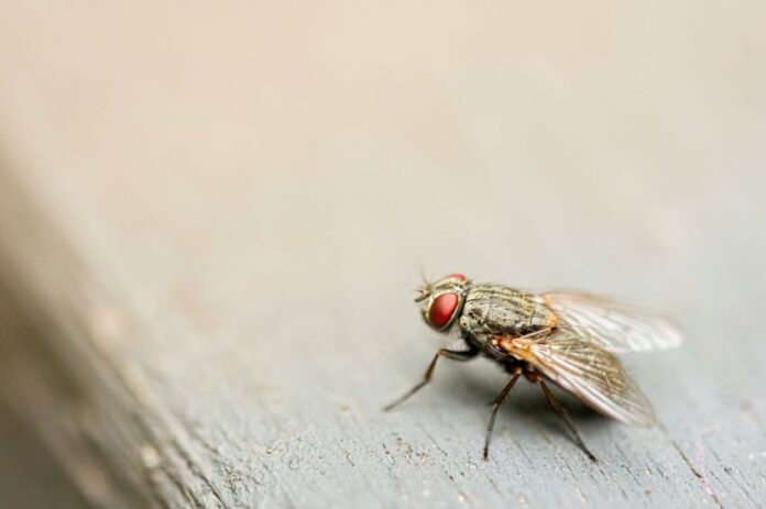 A screwworm fly, possibly