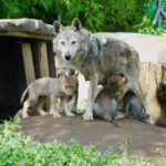 A Mexican wolf mother stands looking at the camera in her habitat with four wolf pups