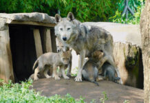 A Mexican wolf mother stands looking at the camera in her habitat with four wolf pups