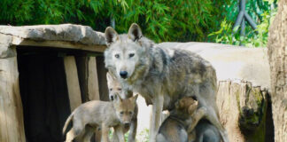 A Mexican wolf mother stands looking at the camera in her habitat with four wolf pups