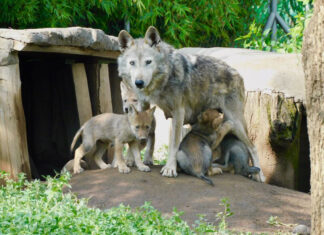 A Mexican wolf mother stands looking at the camera in her habitat with four wolf pups