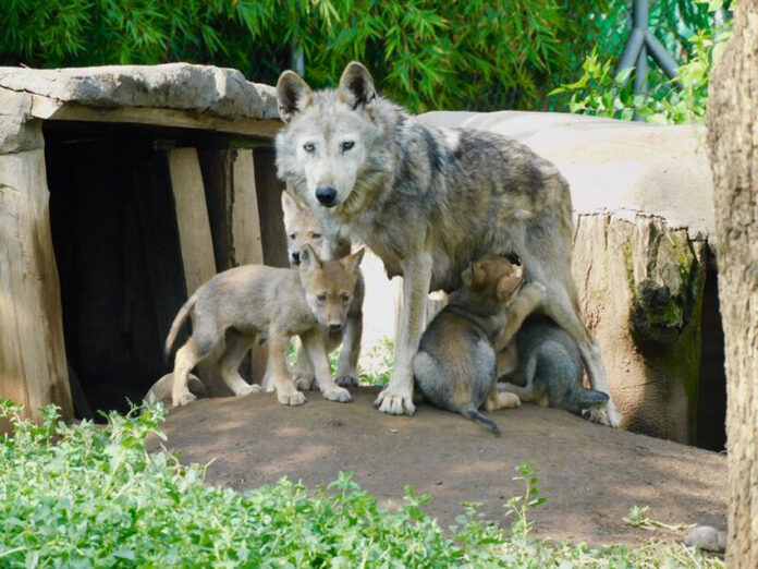 A Mexican wolf mother stands looking at the camera in her habitat with four wolf pups