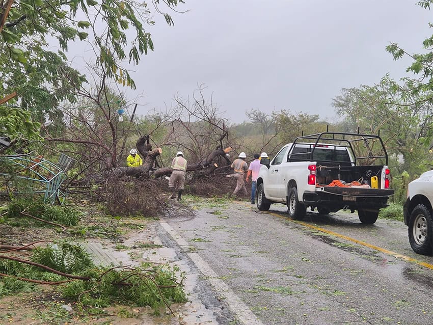A road blocked by trees